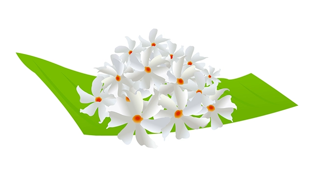 Beautiful night jasmine flowers vector graphic on white background with CC0 license, ideal for design projects and animation.
